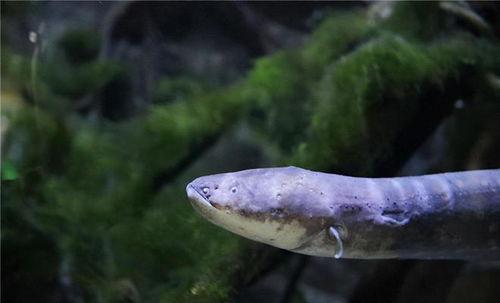 电鳗最新爆料视频,揭秘神秘事件内幕